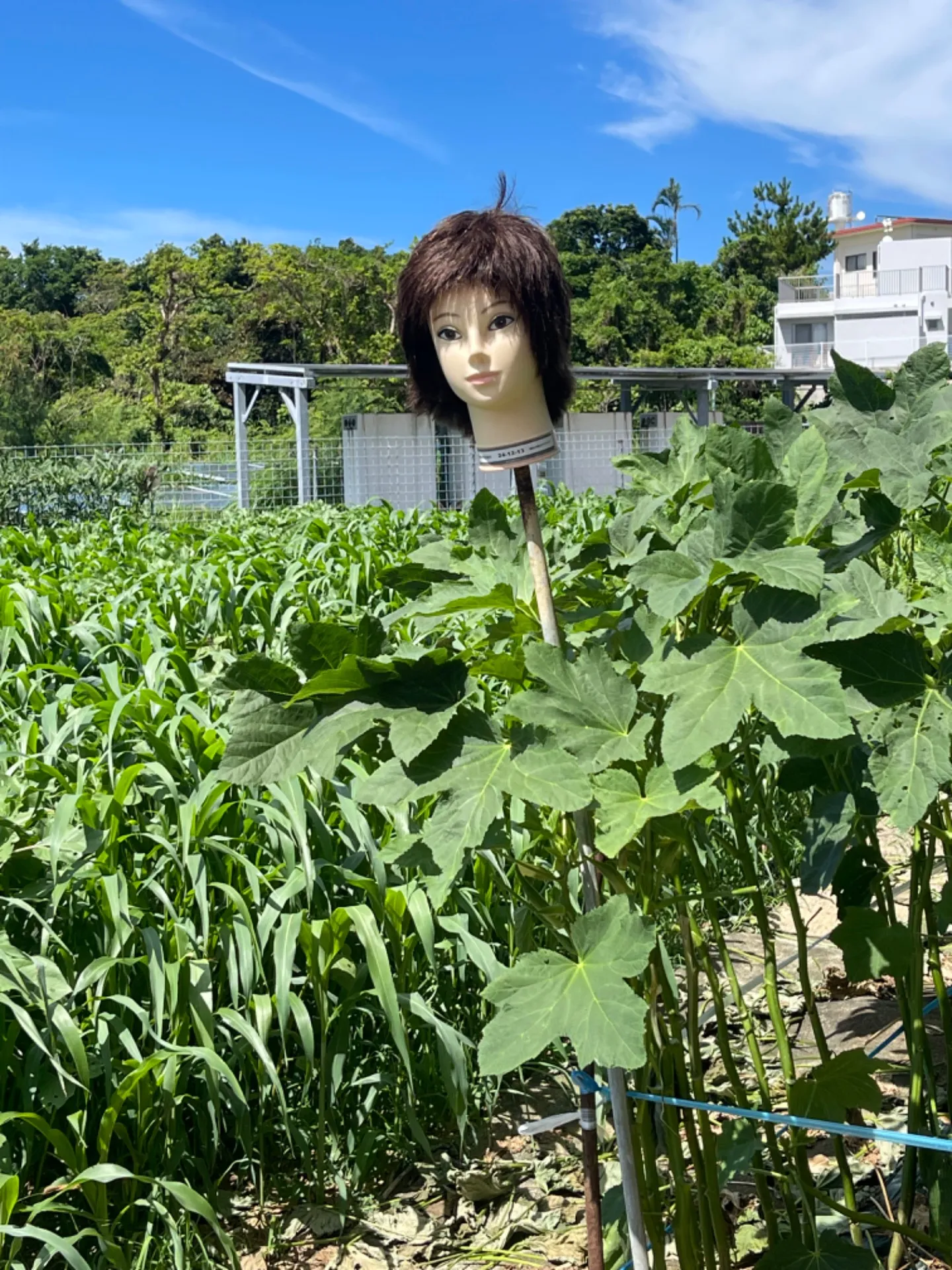 おもしろ珍百景⁉️