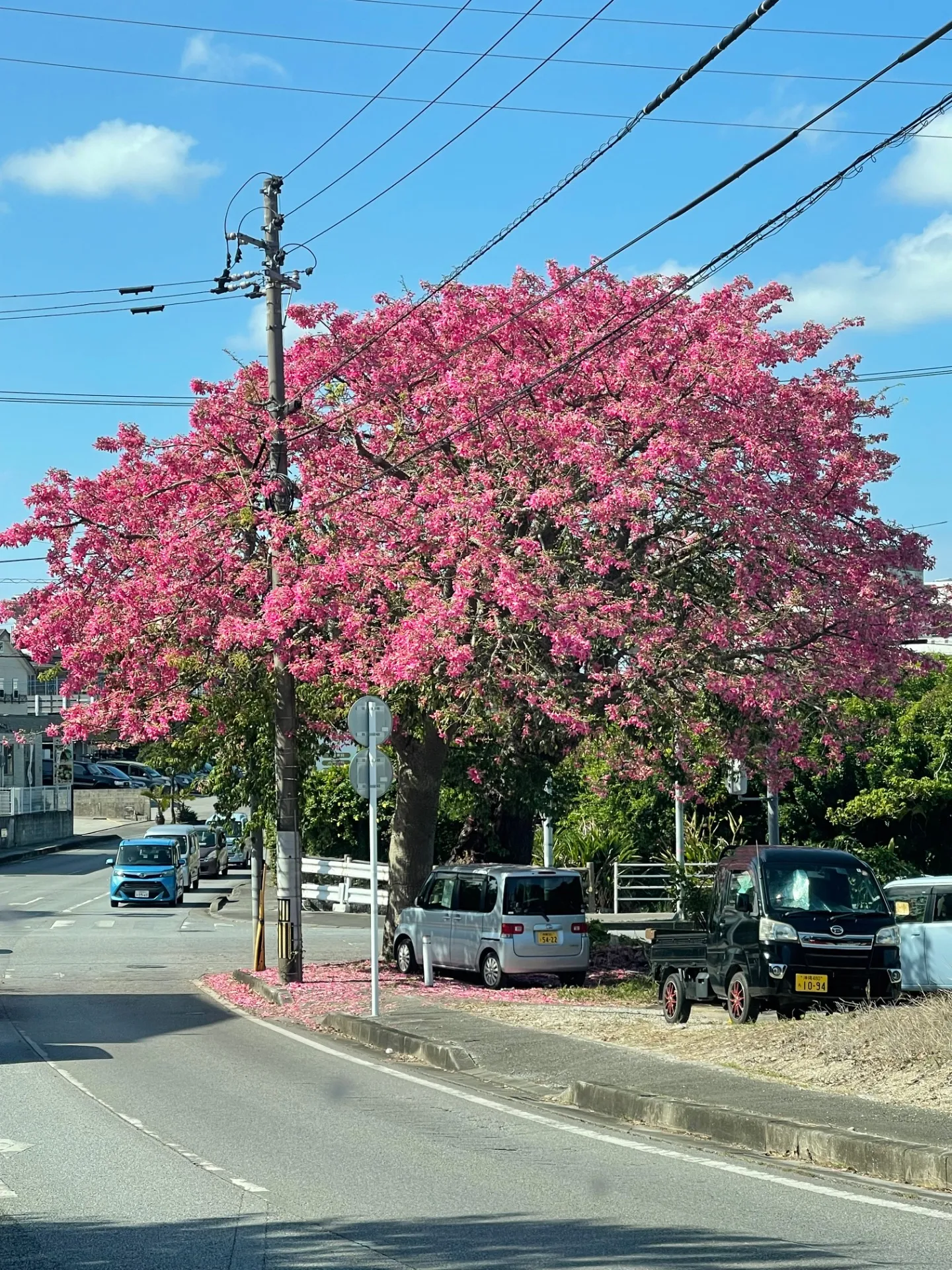 トックリキワタ